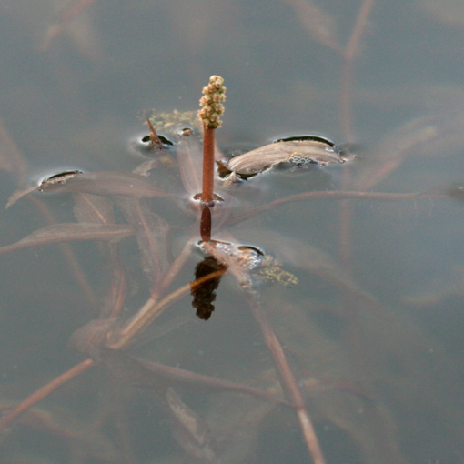 Potamogeton alpinus / Brasca alpina